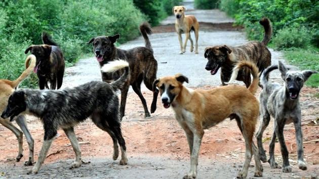 During the hearing, it came to light that none of the governments and UT had policies in place for compensating the victims in case of dog-bite case. (HT File) During the hearing, it came to light that none of the governments and UT had policies in place for compensating the victims in case of dog-bite case. (HT File)