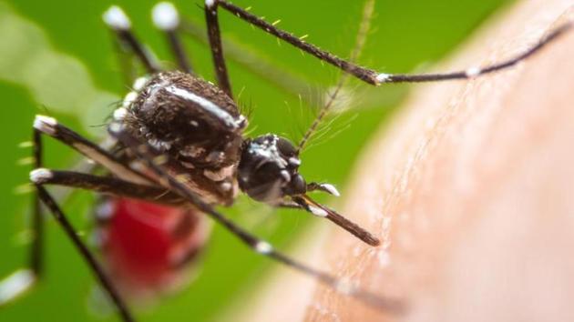 Health experts said the Praja report doesn’t ring alarm bells as many of these cases could be dengue patients who had complications owing to heart disease and diabetes. Health experts said the Praja report doesn’t ring alarm bells as many of these cases could be dengue patients who had complications owing to heart disease and diabetes.