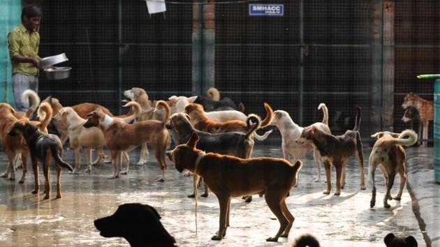 Over 18000 cases of dog bites were filed in the city in 2015. (HT PHOTO) Over 18000 cases of dog bites were filed in the city in 2015. (HT PHOTO)