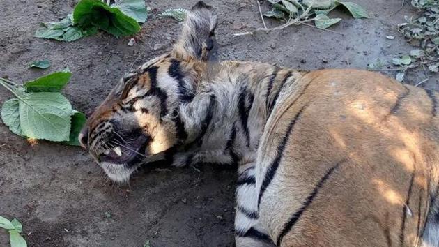 Villagers reportedly found the carcass of a tigress floating in a canal and reported it to the local forest guard (HT Photo) Villagers reportedly found the carcass of a tigress floating in a canal and reported it to the local forest guard (HT Photo)