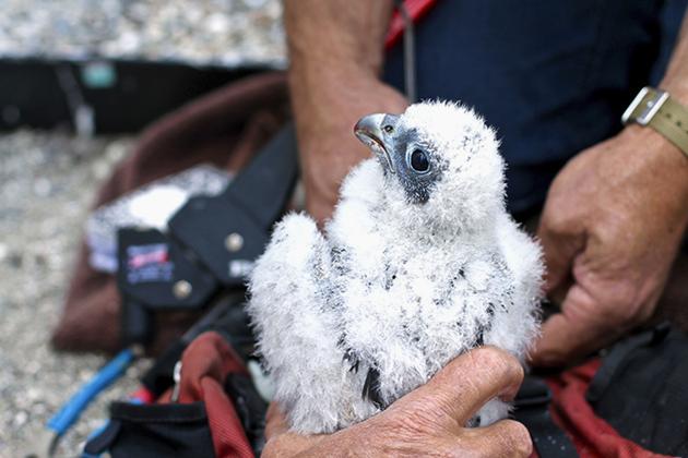 A June 2017 photo provided by volunteer nest monitor Mary Malec shows peregrine falcon Lux at the University of California, Berkeley. The chick died after flying into a window, university officials said on Wednesday. (AP) A June 2017 photo provided by volunteer nest monitor Mary Malec shows peregrine falcon Lux at the University of California, Berkeley. The chick died after flying into a window, university officials said on Wednesday. (AP)