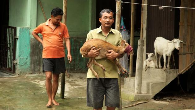 Centre for Wildlife Rehabilitation and Conservation (CWRC), the jointly run wildlife care facility of Assam Forest Department and International Fund for Animal Welfare (IFAW) has rescued thirty one hog deer, out of which sixteen were released back to the wild, two seriously injured deer died the during treatment and eight are still under care at CWRC. (HT Photo)