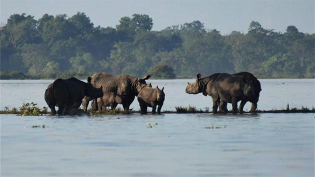 Rhinos with a calf seen at a highland during flood at Kaziranga National Park in Bagori range of Nagaon district. With over 75 per cent of the Kaziranga National Park in Assam submerged by flood waters, park authorities have flown in drones to ensure security of animals in the park, particularly the park’s famed one-horned rhinoceros. (PTI )