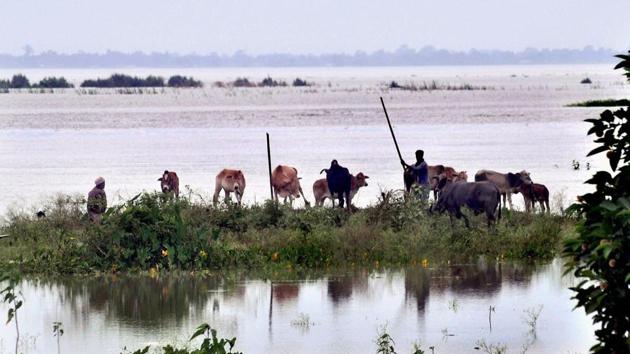 Cattle take shelter at a highland in flood-affected Kamrup district in Assam on July 12. (PTI Photo) Cattle take shelter at a highland in flood-affected Kamrup district in Assam on July 12. (PTI Photo)