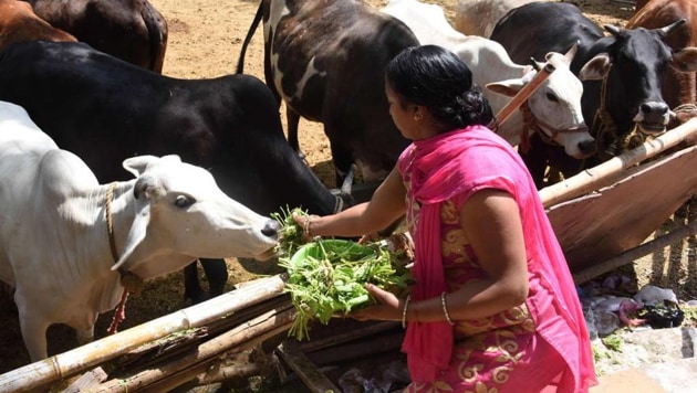 Intramuscular injections of oxytocin are given to cows every day to make them release milk at a go at a time convenient to the dairy farmer.(HT PHOTO) Intramuscular injections of oxytocin are given to cows every day to make them release milk at a go at a time convenient to the dairy farmer.(HT PHOTO)