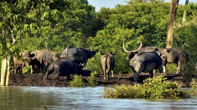 According to the Eastern Assam Wildlife Division, the animals, including rhinos, have been forced to take shelter at the highlands and at the Karbi Anglong hills across National Highway 37, which passes through the park. (PTI)