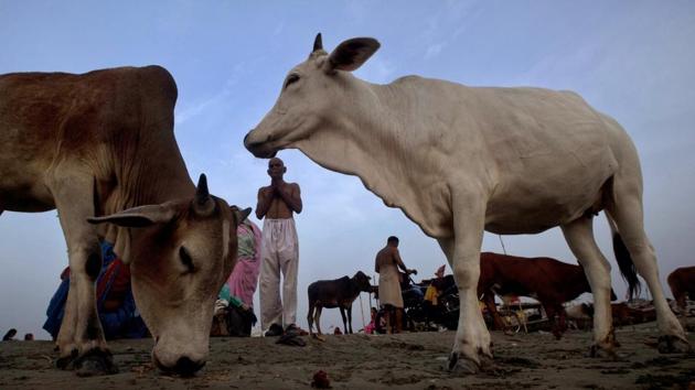 Self-styled cow protectors thrashed a Muslim man on allegations of possessing beef at Jalalkheda town in Maharashtra.(AP File Photo / Representational)