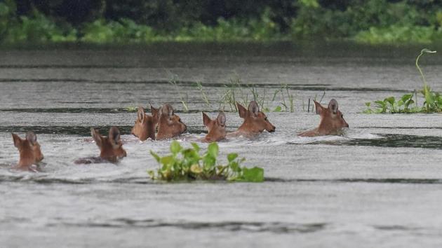 A herd of Indian hog deer swims through flood waters at Kaziranga National Park. (Biju BORO/ AFP)