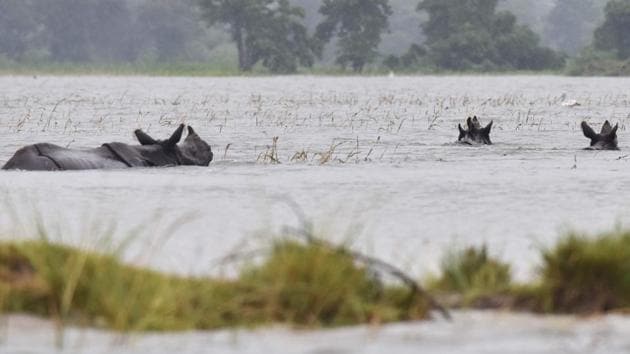 The annual floods assume significance for the ecology of the national park. Although it causes woes for the animals, the park needs to be flooded every year as floods wash away the unwanted weeds and it is very vital for the ecosystem of the park, say experts. (Biju BORO / AFP)