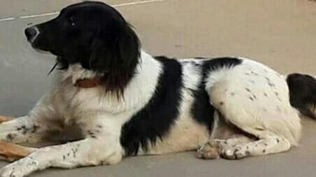 Buster, a community dog at National Media Centre, went missing on July 6. (HT Photo) Buster, a community dog at National Media Centre, went missing on July 6. (HT Photo)