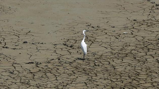 Damage ranging from falling crop yields to bleaching of coral reefs will affect millions of people and add billions of dollars to food import costs. (PTI)