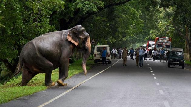 ‘It is a routine migration process. There are some highlands inside the Kaziranga National Park where the animals take shelter during floods. However, some animals like the deer and elephants migrate to the higher grounds in Karbi Anglong during floods,’ park director Satyendra Prasad Singh told IANS. (PTI)
