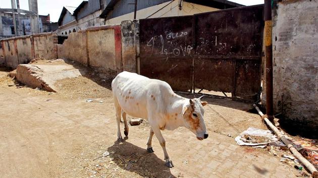 A cow walks past a closed slaughter house in Allahabad.(REUTERS)
