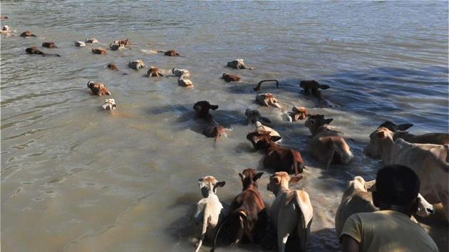Cattle move through floodwater at Hiloikhunda village in Darrang district of Assam. (PTI Photo) Cattle move through floodwater at Hiloikhunda village in Darrang district of Assam. (PTI Photo)