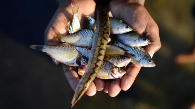 A young boy shows his catch from the flooded waters at Jamlai village in the district of Kamrup in Assam. Nearly half a million people in Assam have been affected by the floods, and at least 26 people have drowned since torrential rains hit the state. (AFP) A young boy shows his catch from the flooded waters at Jamlai village in the district of Kamrup in Assam. Nearly half a million people in Assam have been affected by the floods, and at least 26 people have drowned since torrential rains hit the state. (AFP)