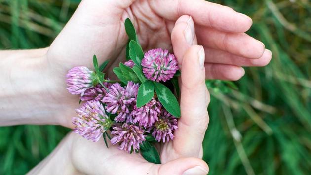 The study investigated fermented red clover extract as a healthier alternative to traditional estrogen therapy proscribed by doctors.(Shutterstock)
