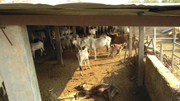 A dead cow at a cow shelter in Bharatpur. (HT Photo) A dead cow at a cow shelter in Bharatpur. (HT Photo)