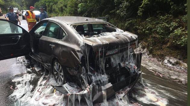 Slime eels, otherwise known as Pacific hagfish, cover Highway 101 after a flatbed truck carrying them in tanks overturned near Depoe Bay, Oregon, U.S. (REUTERS) Slime eels, otherwise known as Pacific hagfish, cover Highway 101 after a flatbed truck carrying them in tanks overturned near Depoe Bay, Oregon, U.S. (REUTERS)