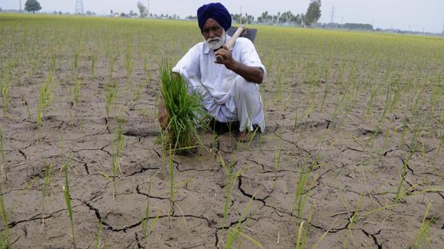 A distraught farmer in a starved paddy field at Mandi village, Patiala, on Sunday. (Bharat Bhushan/HT Photo) A distraught farmer in a starved paddy field at Mandi village, Patiala, on Sunday. (Bharat Bhushan/HT Photo)