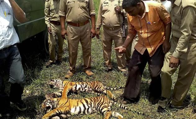 Forest officials recently found carcasses of two tiger cubs in Pilibhit Tiger Reserve amid growing man- animal conflict in the area (PTI File Photo) Forest officials recently found carcasses of two tiger cubs in Pilibhit Tiger Reserve amid growing man- animal conflict in the area (PTI File Photo)