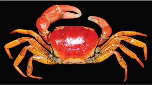 Ghatiana splendida - a crustacean species discovered in Sawantwadi, Sindhudurg. (HT) Ghatiana splendida - a crustacean species discovered in Sawantwadi, Sindhudurg. (HT)