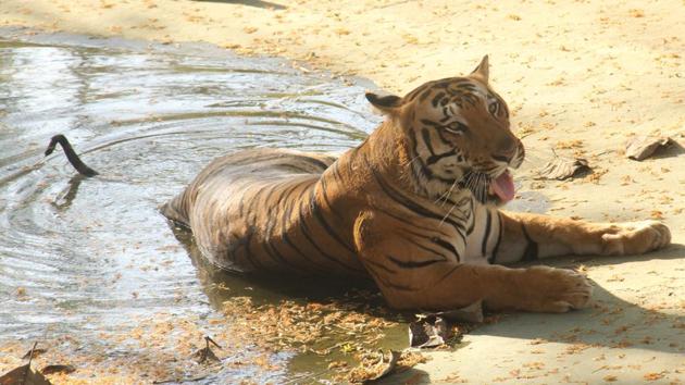 Swati was the oldest living tigress in captivity.(Pramod Thakur/HT File Photo)