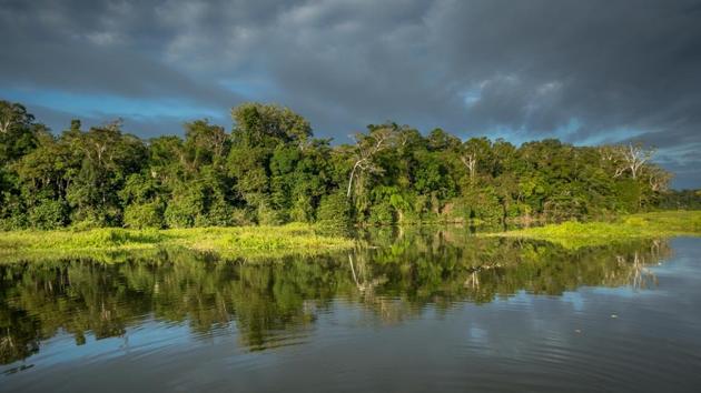 Manu National Park has a variety of bird, mammal, fish, insect, reptile and plant species. (Shutterstock) Manu National Park has a variety of bird, mammal, fish, insect, reptile and plant species. (Shutterstock)