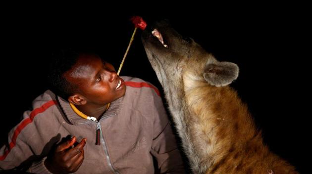 Abbas Yusuf, 23, known as Hyena Man, feeds a hyena on the outskirts of the walled city of Harar, Ethiopia. He took over the responsibility of feeding the hyenas surrounding the outskirts of the city from his father who was the original ’Hyena Man’.(Tiksa Negeri / REUTERS)