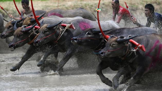 For centuries, Thais relied on water buffalo to plough their rice paddies, provide transportation and even defend villages during war, but with mechanised farming the animals have seen their importance diminish. (Athit Perawongmetha / REUTERS) For centuries, Thais relied on water buffalo to plough their rice paddies, provide transportation and even defend villages during war, but with mechanised farming the animals have seen their importance diminish. (Athit Perawongmetha / REUTERS)