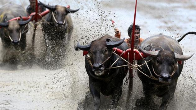 Jockeys compete in Chonburi's annual buffalo race festival, in Chonburi province, Thailand. The race is the highlight of an annual rice planting festival in Chonburi, two hours east of the capital Bangkok, where a small group of local farmers try to keep the tradition alive even if most of their fields are now ploughed by tractor. (Athit Perawongmetha / REUTERS ) Jockeys compete in Chonburi's annual buffalo race festival, in Chonburi province, Thailand. The race is the highlight of an annual rice planting festival in Chonburi, two hours east of the capital Bangkok, where a small group of local farmers try to keep the tradition alive even if most of their fields are now ploughed by tractor. (Athit Perawongmetha / REUTERS )