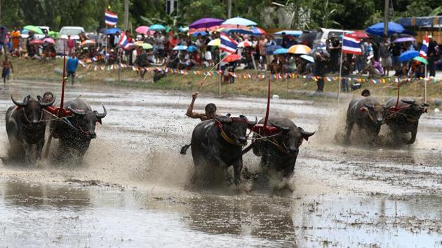 Jockeys compete in Chonburi's annual buffalo race festival. (REUTERS) Jockeys compete in Chonburi's annual buffalo race festival. (REUTERS)