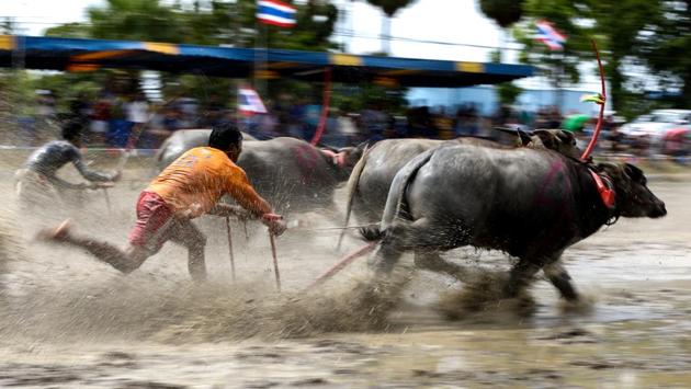 Now racing buffaloes are specifically bred for the sport, taught to obey the commands and whistles of their owners. The most successful can sell for up to 300,000 baht ($8,800). (Athit Perawongmetha / REUTERS) Now racing buffaloes are specifically bred for the sport, taught to obey the commands and whistles of their owners. The most successful can sell for up to 300,000 baht ($8,800). (Athit Perawongmetha / REUTERS)