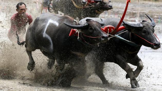 A farmer rides on the back of wooden ploughs tied to a pair of racing buffaloes. (REUTERS) A farmer rides on the back of wooden ploughs tied to a pair of racing buffaloes. (REUTERS)