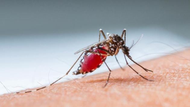 The growing mutation of malaria parasites is evading every known frontline drug.(Getty Images/iStockphoto)