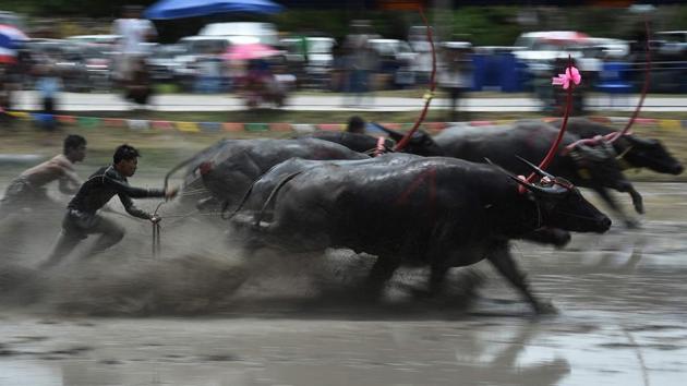 Throughout the day pairs of buffaloes attached to a wooden plough thundered down a flooded field as human drivers attached by a rope desperately tried to keep up behind their charging beasts. (LILLIAN SUWANRUMPHA / AFP) Throughout the day pairs of buffaloes attached to a wooden plough thundered down a flooded field as human drivers attached by a rope desperately tried to keep up behind their charging beasts. (LILLIAN SUWANRUMPHA / AFP)