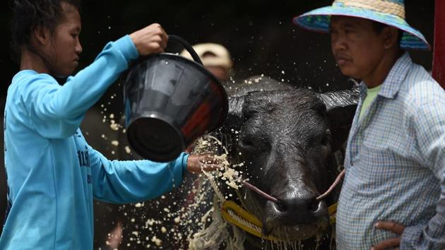 Farmers bath a racing buffalo in between the race in Chonburi. (LILLIAN SUWANRUMPHA / AFP) Farmers bath a racing buffalo in between the race in Chonburi. (LILLIAN SUWANRUMPHA / AFP)