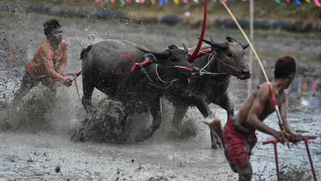A farmer rides on the back of wooden ploughs tied to pairs of racing buffaloes during the annual rice planting festival.Locals say the idea to race buffaloes began generations back as a way to blow off steam after the arduous ploughing season. (LILLIAN SUWANRUMPHA / AFP) A farmer rides on the back of wooden ploughs tied to pairs of racing buffaloes during the annual rice planting festival.Locals say the idea to race buffaloes began generations back as a way to blow off steam after the arduous ploughing season. (LILLIAN SUWANRUMPHA / AFP)