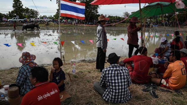 Spectators sit under umbrellas next to a rice paddy field being used for buffalo racing during the annual rice planting festival. (LILLIAN SUWANRUMPHA / AFP) Spectators sit under umbrellas next to a rice paddy field being used for buffalo racing during the annual rice planting festival. (LILLIAN SUWANRUMPHA / AFP)