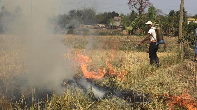 Wheat being destroyed in Nadia district in 2016 after the wheat blast fungus infected the crop.(Suvankar Chakraborty)