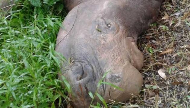 Two-horned African rhinoceros ‘Mohan’ died at Assam State Zoo in Guwahati.(HT Photo) Two-horned African rhinoceros ‘Mohan’ died at Assam State Zoo in Guwahati.(HT Photo)