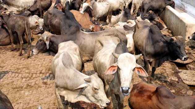 A total of 472 gaushalas in the state, sheltering 3.84 lakh cow head, are run by public initiatives or with the help of donors. (Sanjeev Kumar/HT Photo) A total of 472 gaushalas in the state, sheltering 3.84 lakh cow head, are run by public initiatives or with the help of donors. (Sanjeev Kumar/HT Photo)
