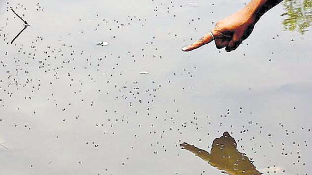 According to Pune Municipal Corporation (PMC) health department, since January this year, a total of 281 people from the city have been suspected to have dengue.(HT PHOTO)