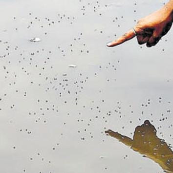Proper care must be taken to ensure that there is no stagnant water, garbage or scrap lying around which can become a breeding ground for mosquitoes (Raj K Raj/HT PHOTO) Proper care must be taken to ensure that there is no stagnant water, garbage or scrap lying around which can become a breeding ground for mosquitoes (Raj K Raj/HT PHOTO)