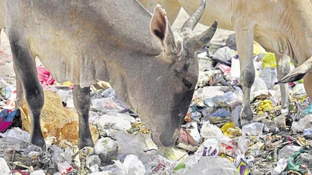 Plasticwaste lying everywhere is a problem for humans and animals alike in India.(.(Raj K Raj/HT Photo))