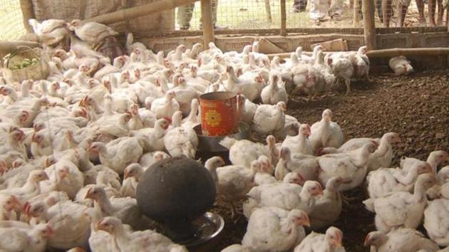 Testing revealed the presence of certain enzymes that confer drug resistance to medications used, for example, to treat E coli, bacterial pneumonia, and other infections. (HT Representative Image) Testing revealed the presence of certain enzymes that confer drug resistance to medications used, for example, to treat E coli, bacterial pneumonia, and other infections. (HT Representative Image)
