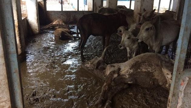 Cows at the shelter in Andhra Pradesh’s in East Godavari district. (HT photo)