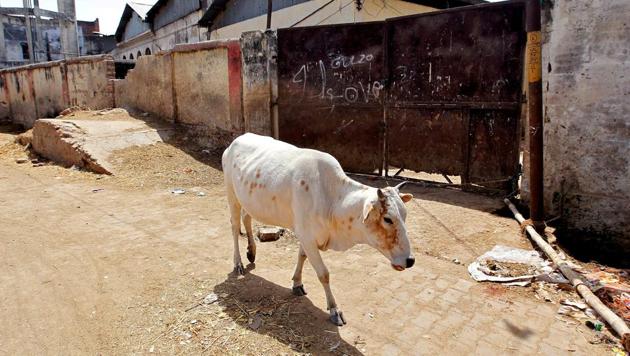 A cow walks past a closed slaughter house in Allahabad.(REUTERS) A cow walks past a closed slaughter house in Allahabad.(REUTERS)