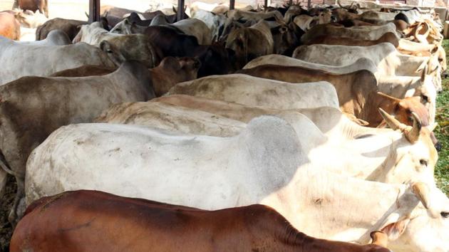 in the wake of the administration’s apathy, the gaushala failed to get proper facilities for safety of cows. (HT File Photo/Representative image) in the wake of the administration’s apathy, the gaushala failed to get proper facilities for safety of cows. (HT File Photo/Representative image)