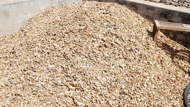 Doda chura (poppy husk) kept on the roof of a farmer’s house in Neemuch. According to insiders in the illegal trade, prices of poppy husk have shot up to Rs 5,000 per kg after the ban. (HT Photo) Doda chura (poppy husk) kept on the roof of a farmer’s house in Neemuch. According to insiders in the illegal trade, prices of poppy husk have shot up to Rs 5,000 per kg after the ban. (HT Photo)