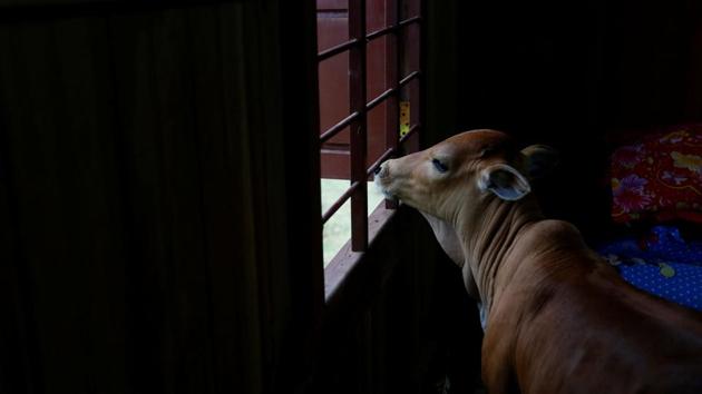 Calf stays inside the house with other members of the family, as they believes it's their reborn patriarch. (Samrang Pring / Reuters ) Calf stays inside the house with other members of the family, as they believes it's their reborn patriarch. (Samrang Pring / Reuters )